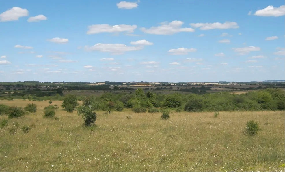 Downland