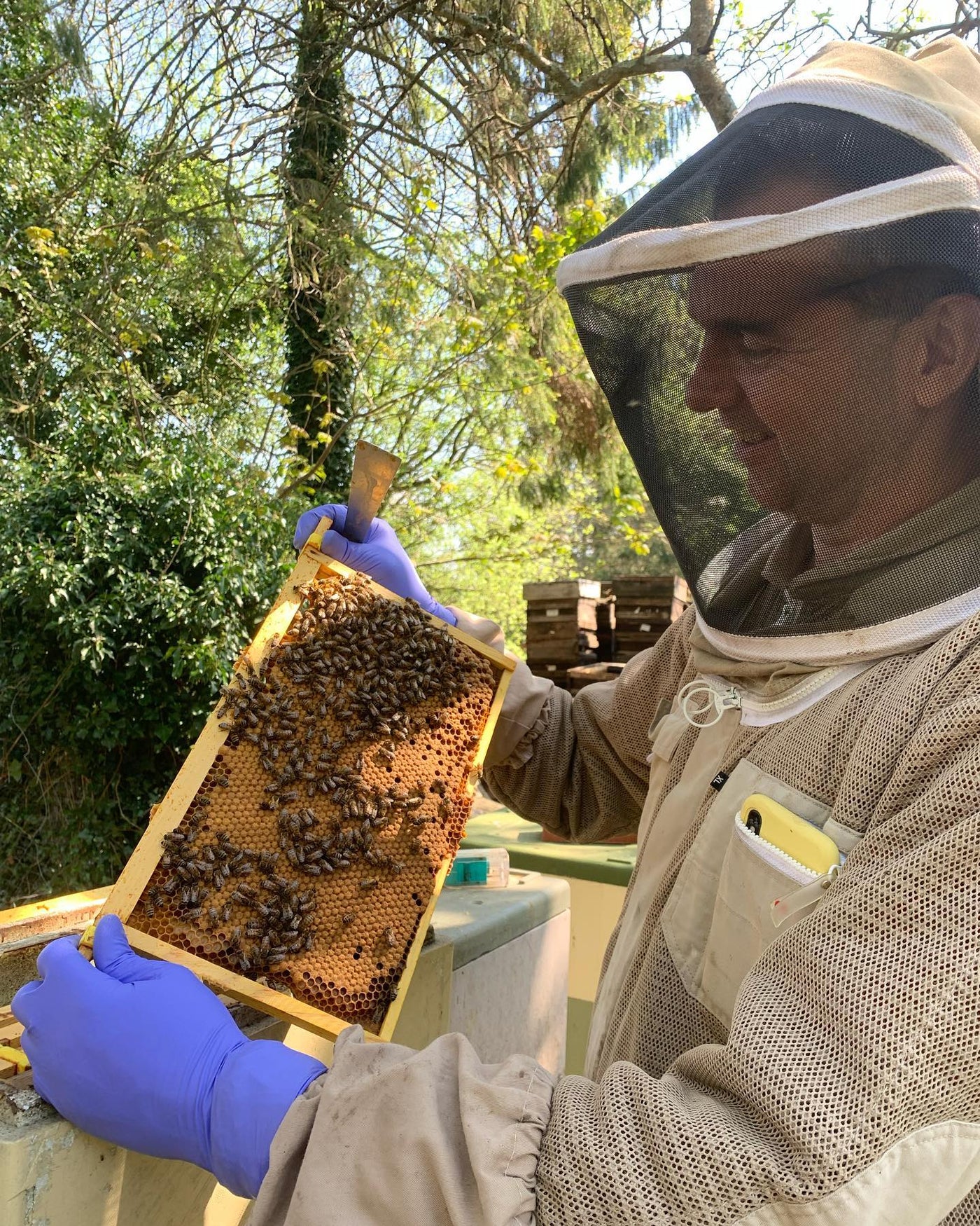 Paynes Southdown Bee Farms