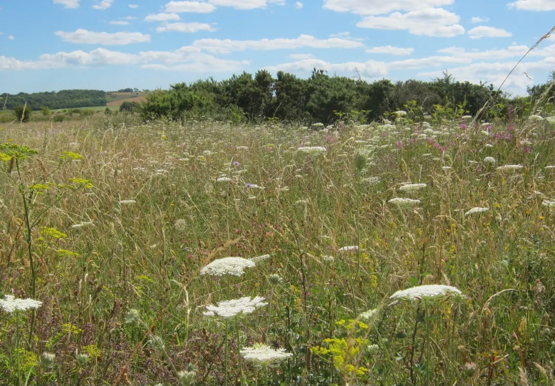 Grassland
