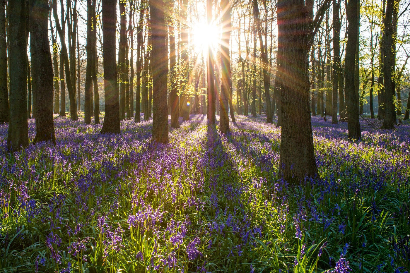 Woodland