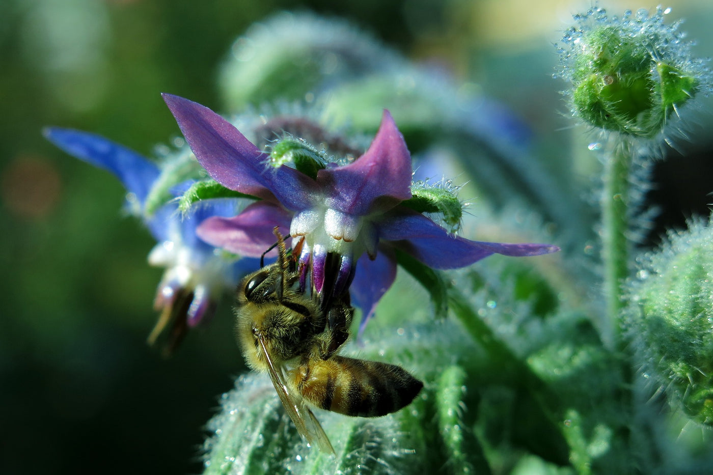 Borage