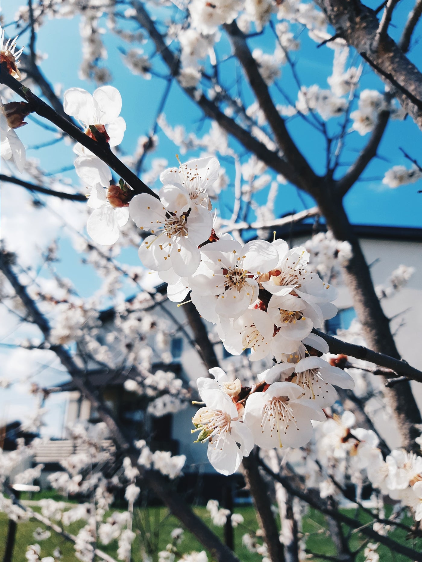 Apple Blossom