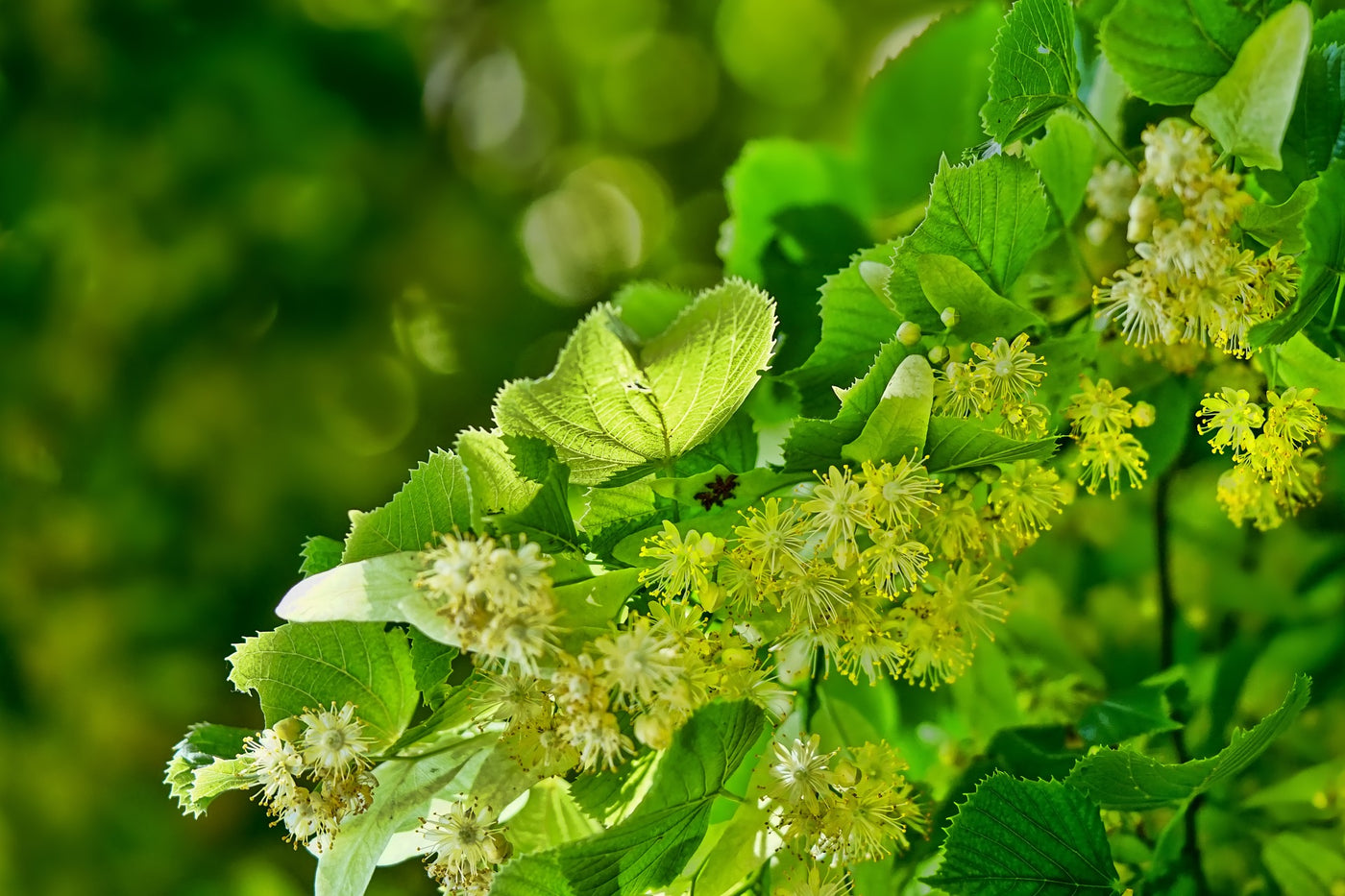 Lime Flower