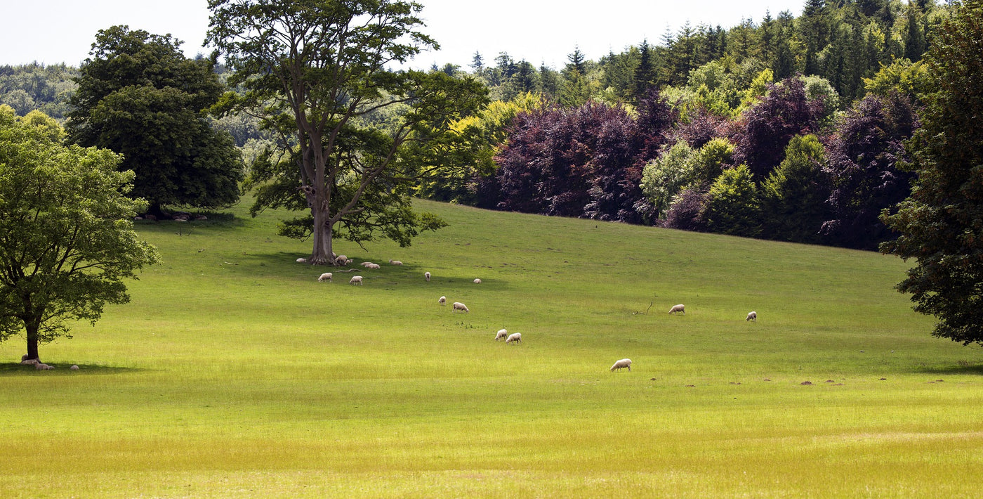 Pastureland