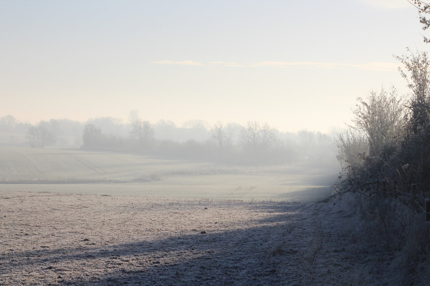 Hedgerow