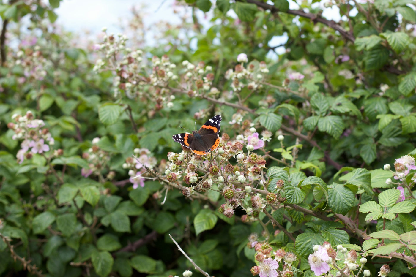 Bramble